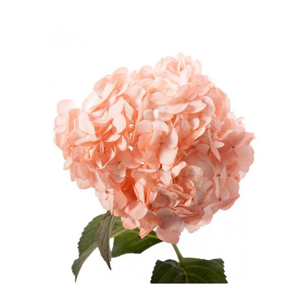 Hydrangea Tinted Peach