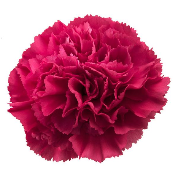 Hot Pink Carnations – Vibrant Hot Pink Wholesale Carnations in Bulk for Events & Bouquets