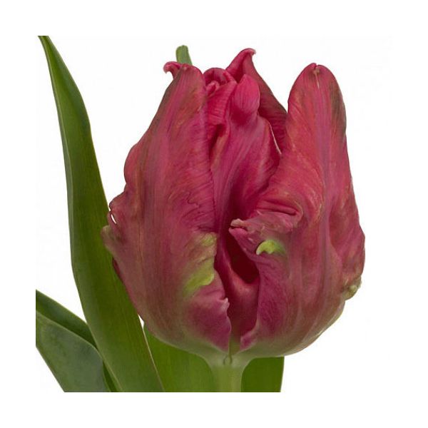 Tulip Parrot Marvel