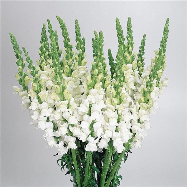 Snapdragon white