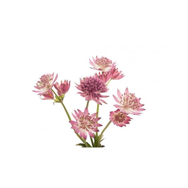 Astrantia Pink