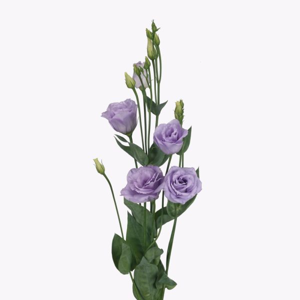 Lisinthus - lavender