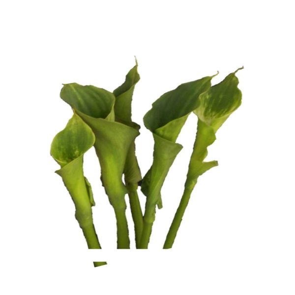 Calla lily green