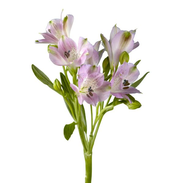 Alstroemeria  Lavender