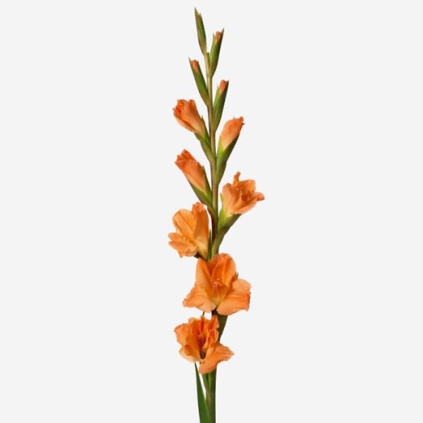 Gladioulus — peach