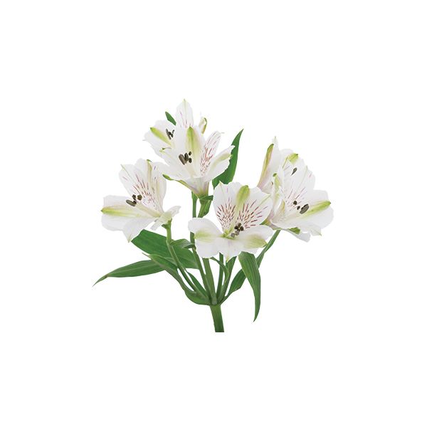 Alstroemeria  White