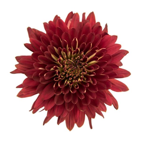 Magna Red cremon mums bulk wholesale flowers DC pickup Danisa’s Flowers