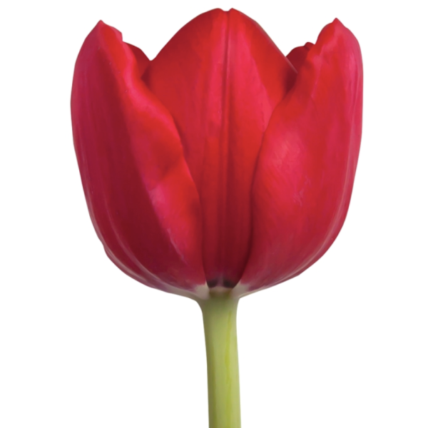 Standard Tulips - red