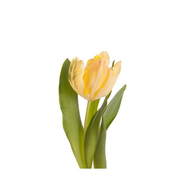 Parrot Tulips Yellow