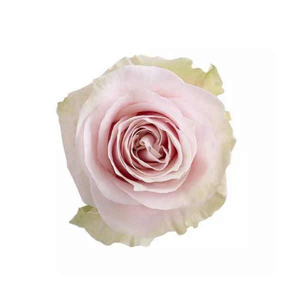 Pink Rose Pink Mondial