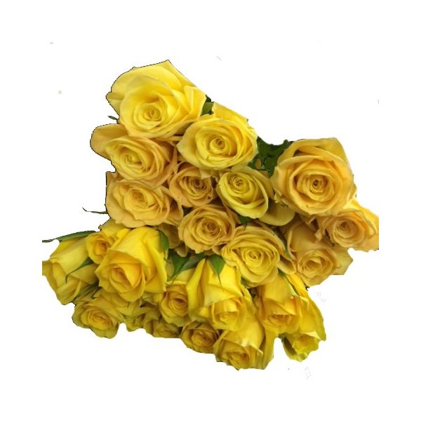 Yellow Roses 40 / 50 cm Pack 100
