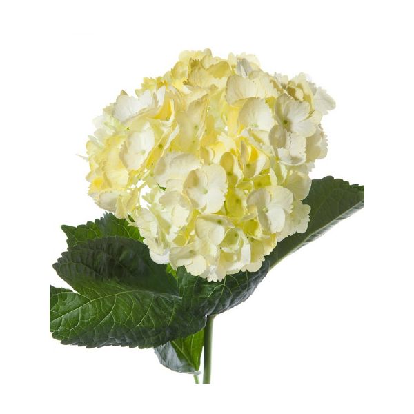 Hydrangea Tinted Yellow