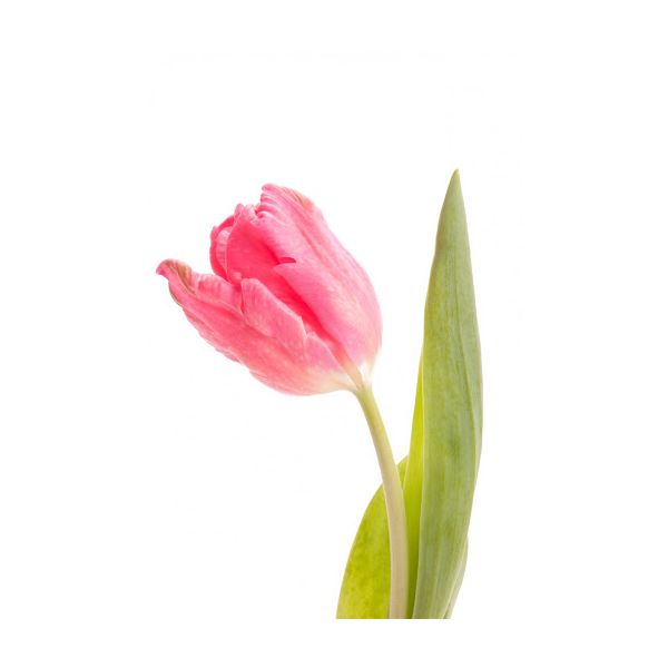 Standard Tulips - hot pink