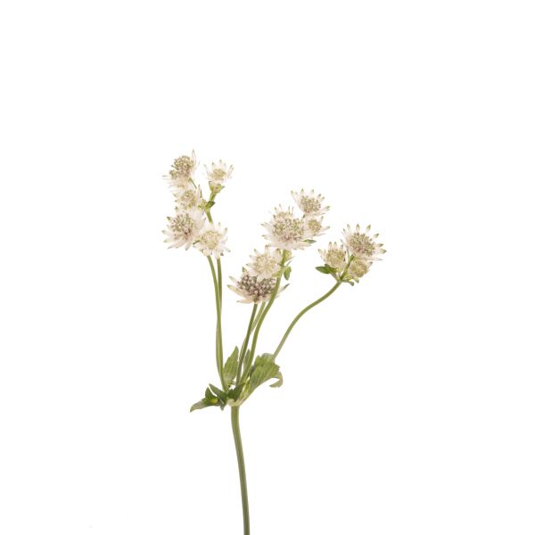 Astrantia white