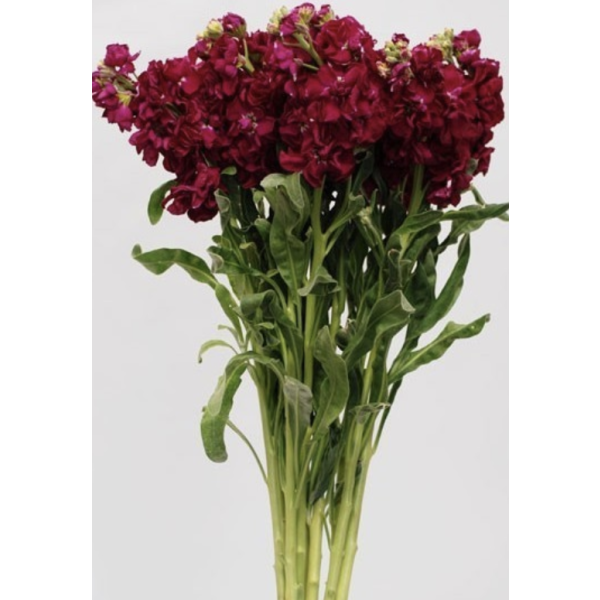 Stock Double Burgundy