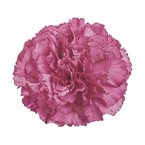 Aminco Lavender Carnations – Soft Lavender Wholesale Carnations in Bulk for Weddings & Florists