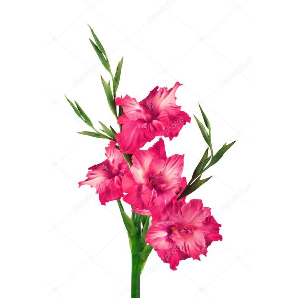 Gladioulus — hot pink