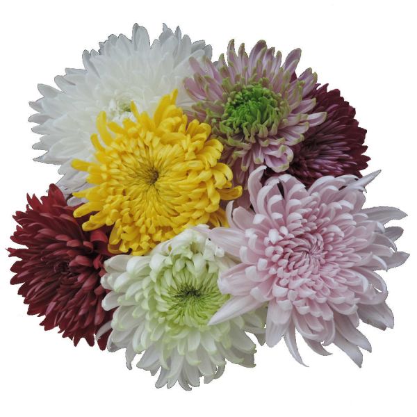 Assorted cremon mums bulk wholesale flowers DC pickup Danisa’s Flowers