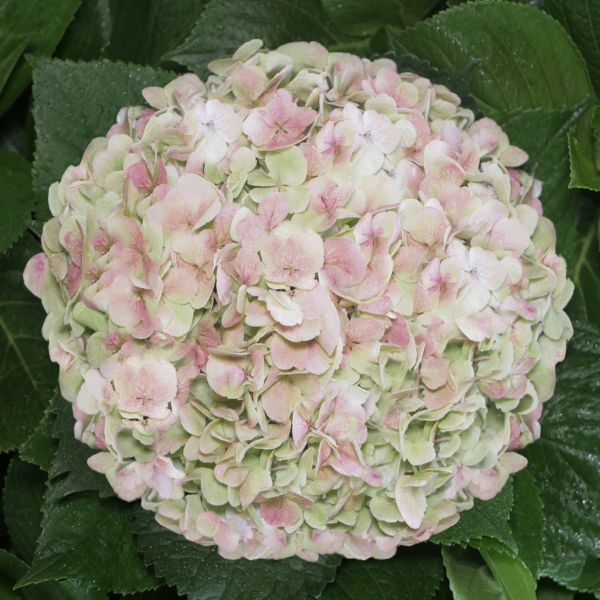 Hydrangeas Green Antique