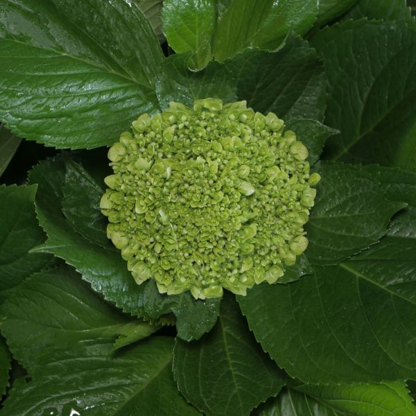 Hydrangeas Mini Green - Dark