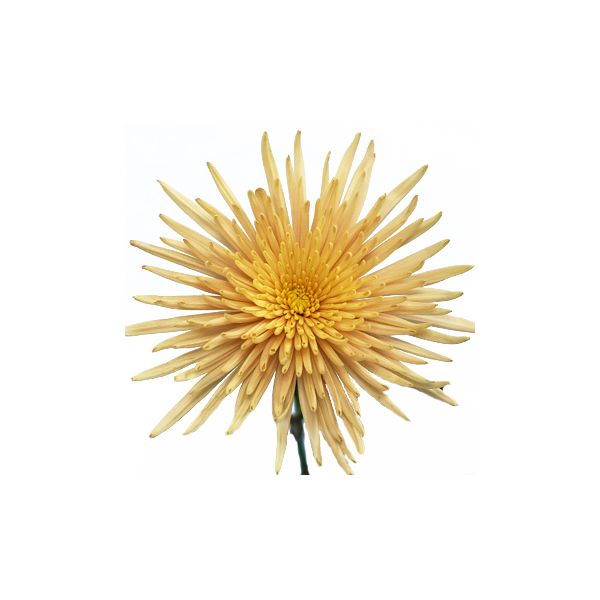 Spider Mom -- Bronze