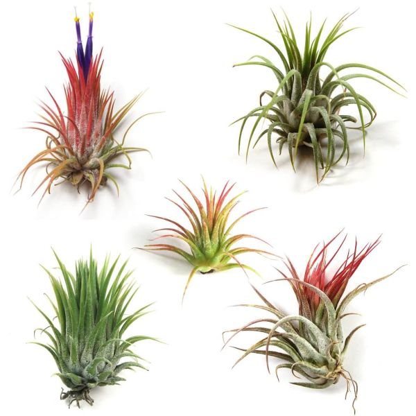 Succulents  Air Plants - small