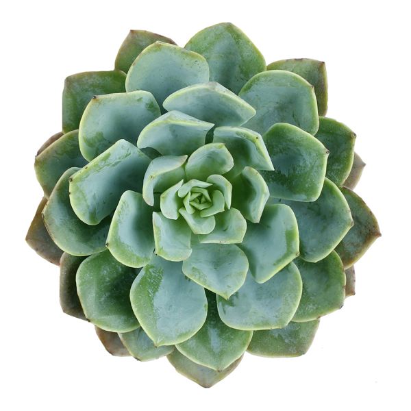 Succulents Assorted  3" - 4