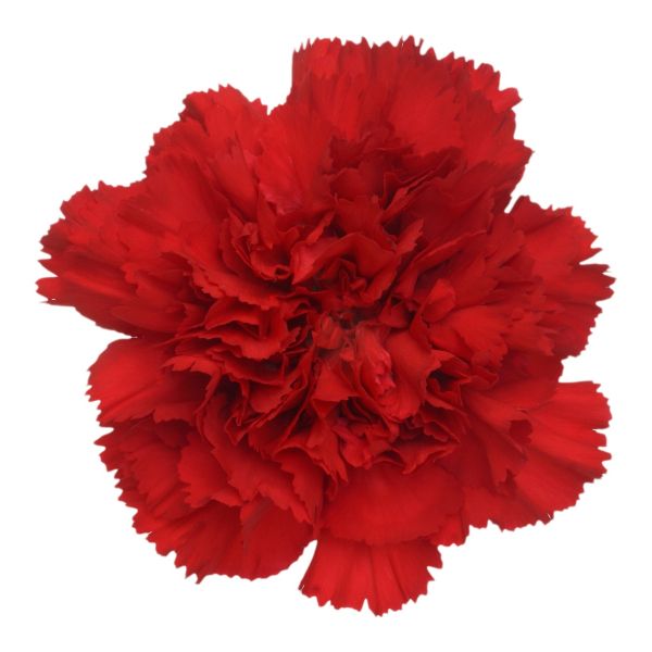 Red Carnations – Deep Red Wholesale Carnations in Bulk for Events & Bouquets