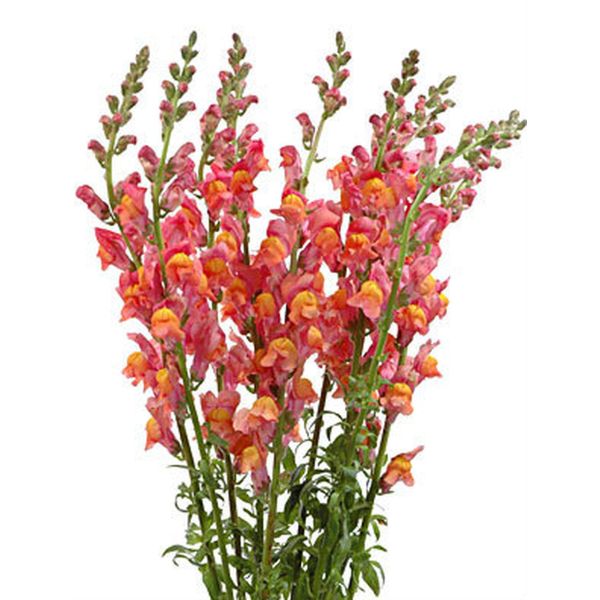 Snapdragon orange