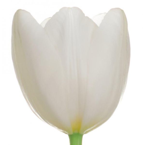 Standard Tulips - white
