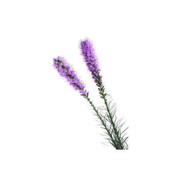 Liatris