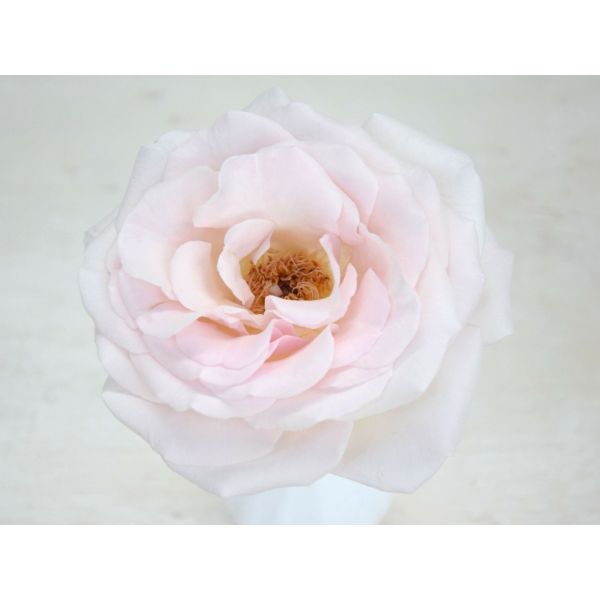 Garden Rose Prince Jardiniere
