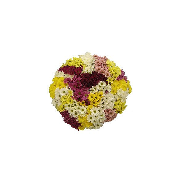 Daisy poms — assorted