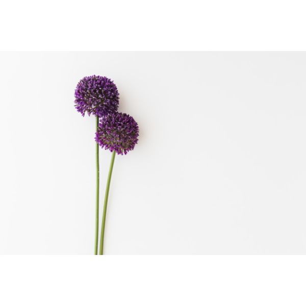 Allium Ø 3 cm