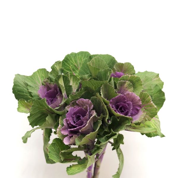 Kale - purple