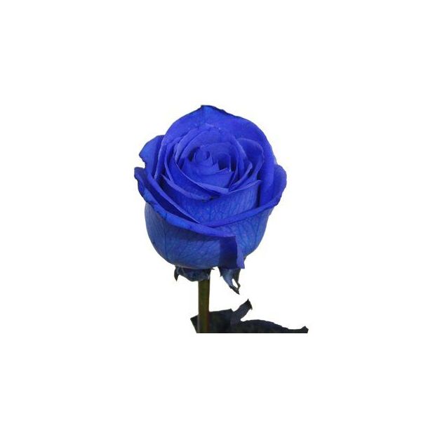 Blue Tinted Roses