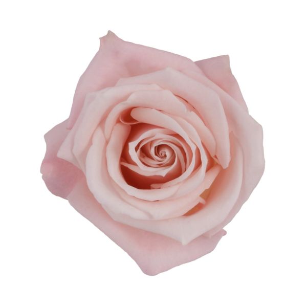 Blush pink rose Sweet Escimo