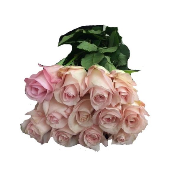 Light Pink Roses - 50 cm   Pack 100