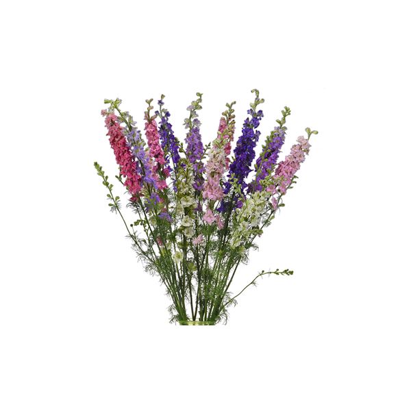 Larkspur — assorted