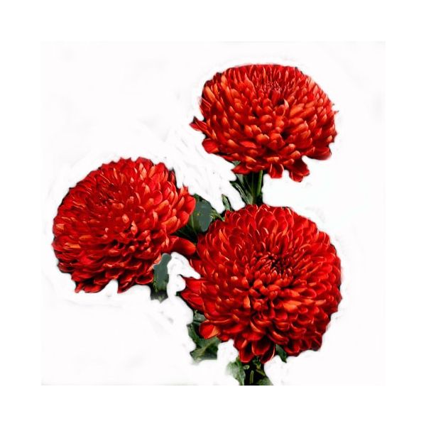 Red cremon mums bulk wholesale flowers DC pickup Danisa’s Flowers