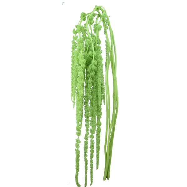 Amaranthus Hanign Green