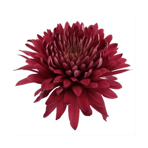 Tornado cremon mums bulk wholesale flowers DC pickup Danisa’s Flowers