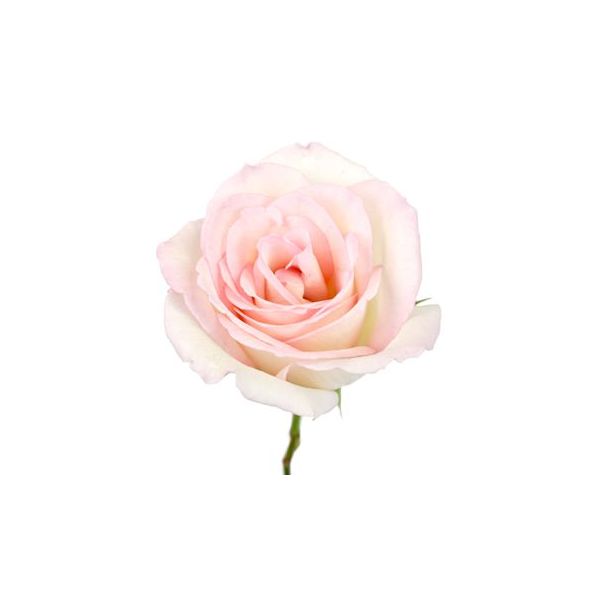 Sweetheart Roses Light Pink