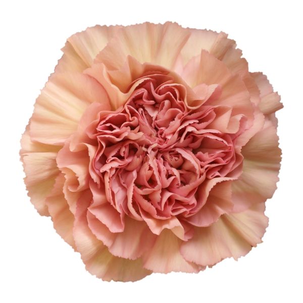 Carnation Lege Creola 