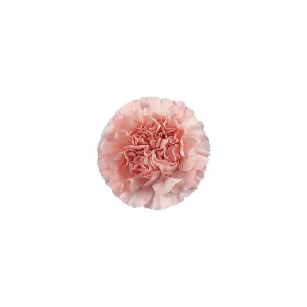 Blush Pink Carnations – Soft Blush Pink Wholesale Carnations for Events & Bouquets