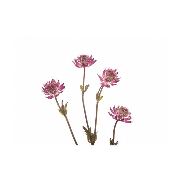 Astrantia Purple