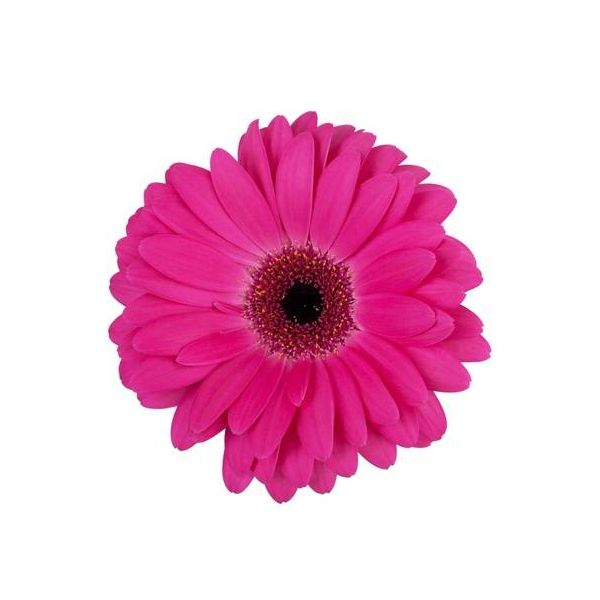 Gerbera Daisy — hot pink