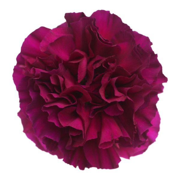 Merleto Green Carnations – Unique Green Wholesale Carnations in Bulk for Weddings & Florists
