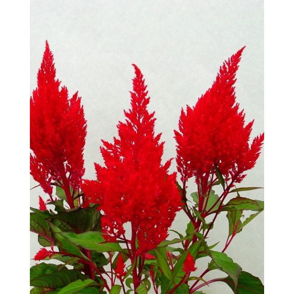 Celosia Red