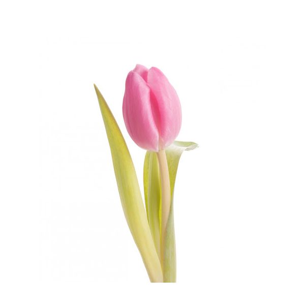 Standard Tulips - pink